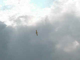 Beetle shows off its aerobatic skill (3238967 bytes)